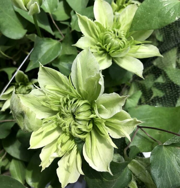 楽天市場 クレマチス 華川 ハナガワ 6号鉢苗 千草園芸