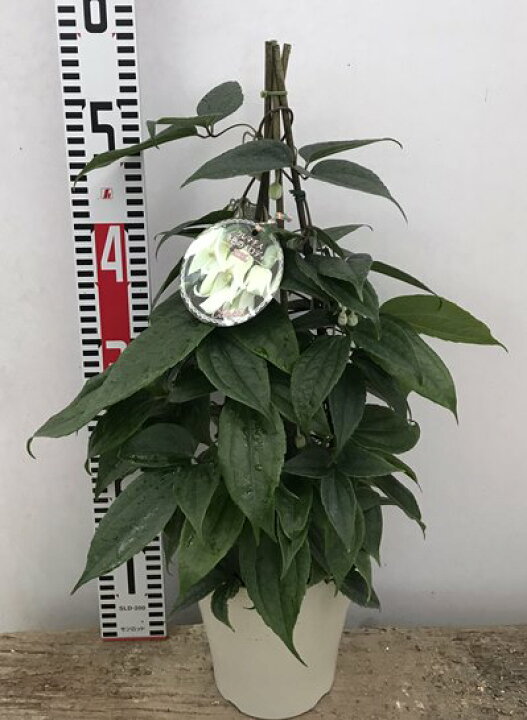 楽天市場 花終わり 冬咲きクレマチス苗 アンスンエンシス ツリー仕立て C02 千草園芸