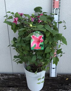 花 鉢 クレマチス 苗 農業資材 ガーデニング用品の人気商品 通販 価格比較 価格 Com