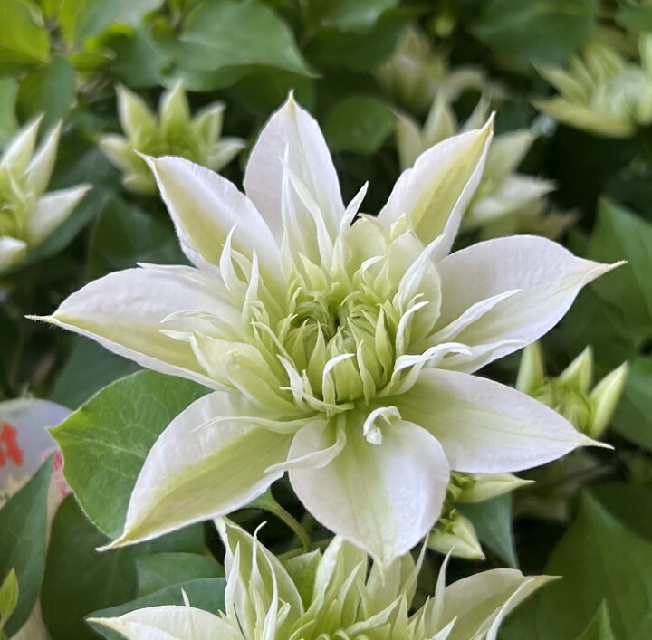 楽天市場 クレマチス 華川 ハナガワ 6号鉢苗 千草園芸