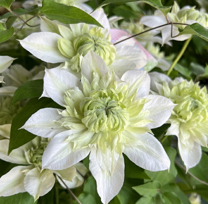 楽天市場 花終わり クレマチス 花園 ハナゾノ 6号鉢苗 D02 千草園芸