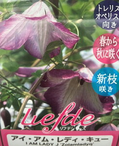 N}`X@ACEAEfBEL[@4.5|bgc(c03)