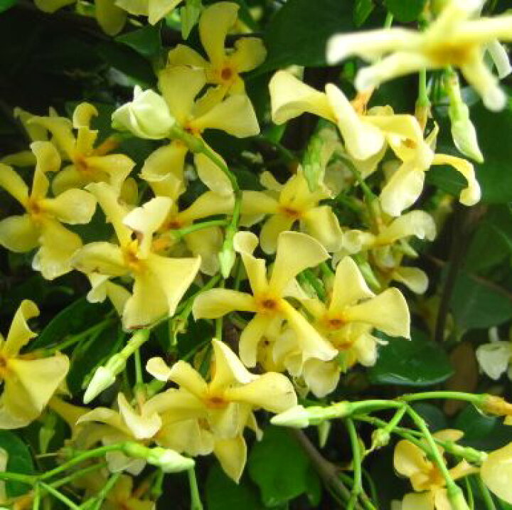 楽天市場 スタージャスミン イエロー 5号鉢植え J11 千草園芸