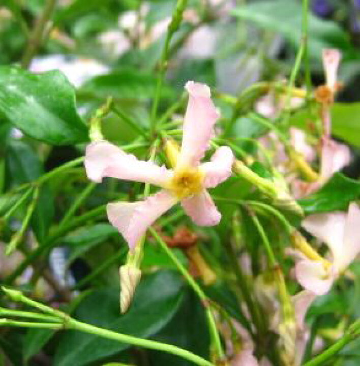 楽天市場 スタージャスミン ピンク 5号鉢植え苗 H34 千草園芸