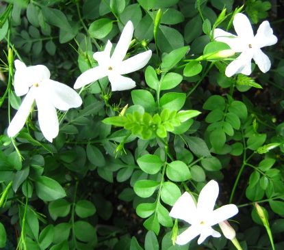 香水の成分を採るために栽培される美しく清楚なジャスミン ジャスミン ホワイトプリンセス b06 特売 3号苗 1年保証