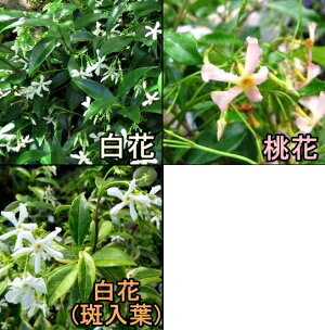 楽天市場 スタージャスミン 3 5号 ポット苗 種類別 千草園芸