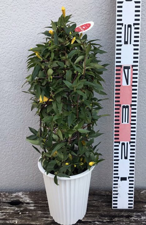 楽天市場 カロライナジャスミン一重 5号鉢植え 行灯仕立て K03 千草園芸 楽天市場 カロライナジャスミン一重 5号鉢植え 行灯仕立て K03 千草園芸