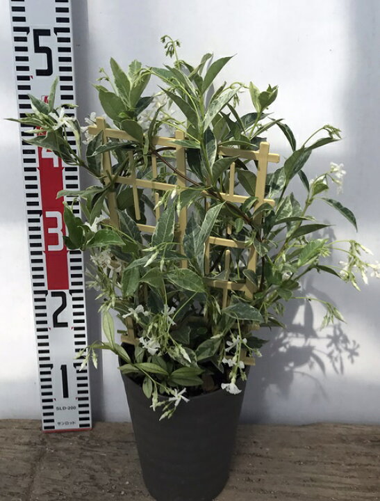 楽天市場 スタージャスミン 斑入り白花 5号鉢植え苗 H34 千草園芸
