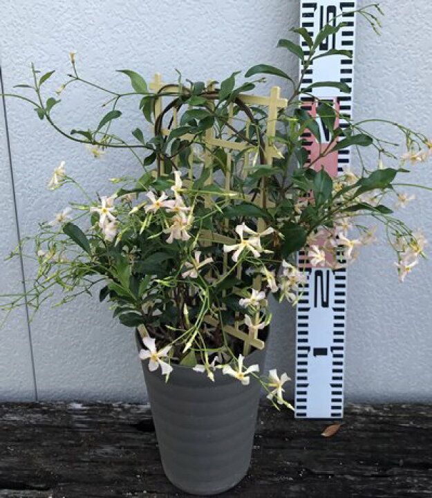 楽天市場 スタージャスミン ピンク 5号鉢植え苗 I07 千草園芸