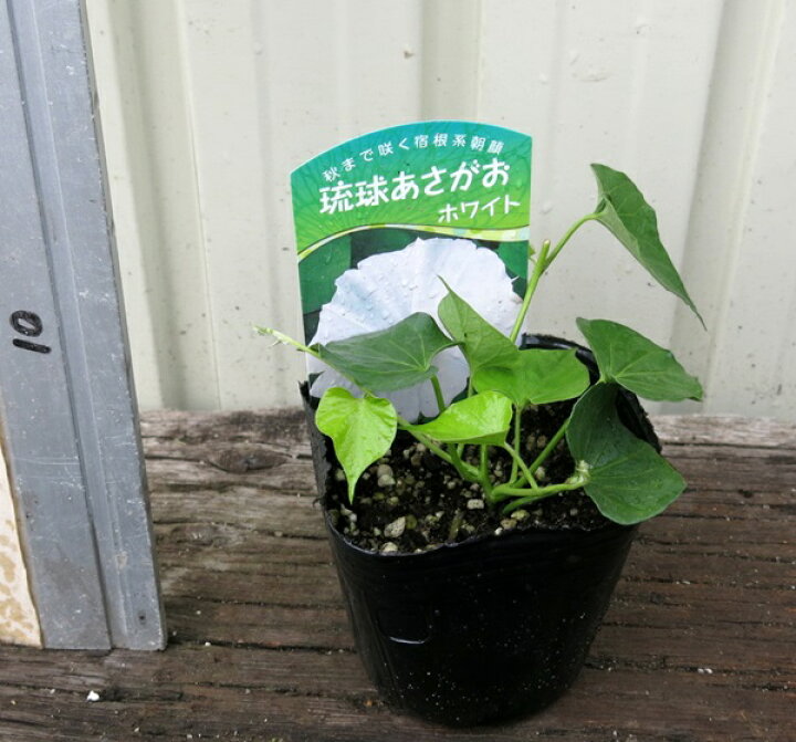 楽天市場 琉球アサガオ あさがお もみじ葉 白 ホワイト 苗 2個セット 千草園芸 楽天市場 琉球アサガオ あさがお もみじ葉 白 ホワイト 苗 2個セット 千草園芸
