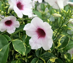 tphA@oGK[^ @5Ac(c03)