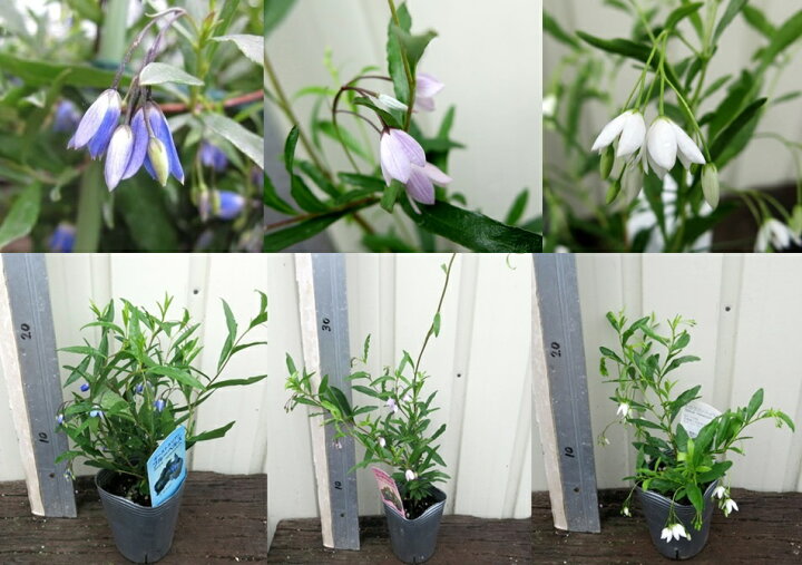 楽天市場 オーストラリアン ブルーベルズ 小苗 千草園芸