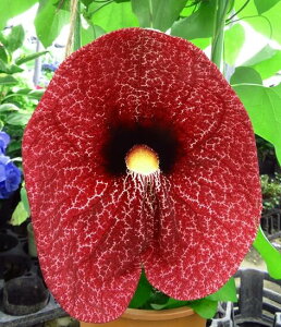 現品 アリストロキア ギガンティア 7号鉢植え