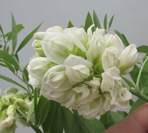 AJtW@jxAiԁj@6cy@ԓ@̖؁@̉ԁ@c؁z