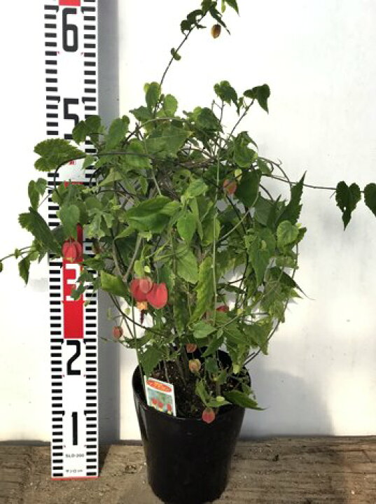 楽天市場 アブチロン チロリアンランプ 5号鉢苗 B 千草園芸 楽天市場 アブチロン チロリアンランプ 5号鉢苗 B 千草園芸