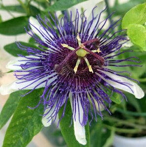 gPC\EivjCfBSh[ @3c(f02)