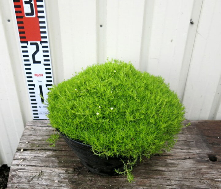 サギナ アイリッシュモス 6ポットセット ライトグリーン3号ポット まとめ買い特価 ライトグリーン3号ポット