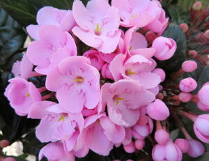 【花終わり】アッサムニオイザクラ ベニフジ 5号鉢植え苗(c03)