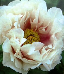 ボタン(牡丹) 苗木 白鳥の湖(ハクチョウノミズウミ) 7号