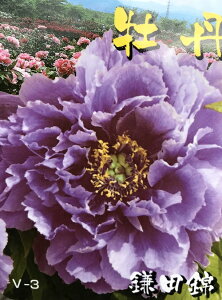 牡丹 盆栽 植木の人気商品 通販 価格比較 価格 Com