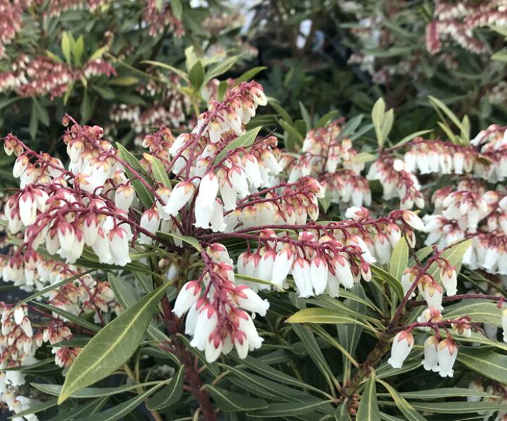 楽天市場】琉球アセビ(リュウキュウアセビ) 5号鉢植え 苗木 白花(e11 