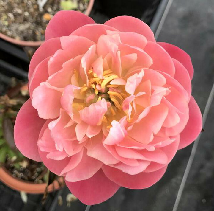 楽天市場 芍薬苗 シャクヤク苗 ピンクハワイアンコール 4 5号ポット苗 K03 千草園芸