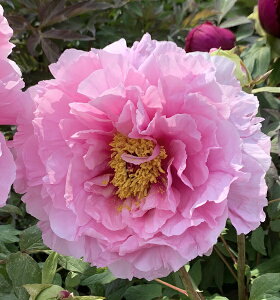 ボタン(牡丹) 苗木 聖代(セイダイ) 7号