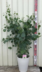 楽天市場 ユーカリ シルバーダラー 種類 植物 ユーカリ の通販