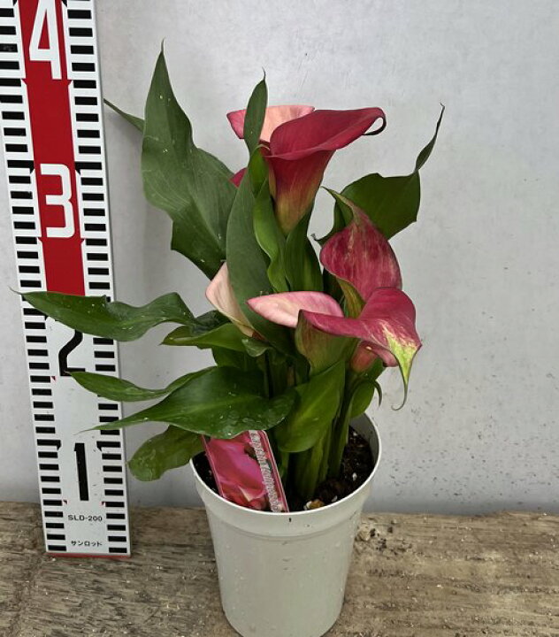 楽天市場 花終わり カラー キャプテン ハリウッド ピンク 4号鉢植え E1 千草園芸