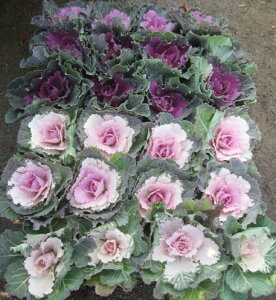 y24Zbgzn{^itOjcO~i݁j3cG߂̉ԕc