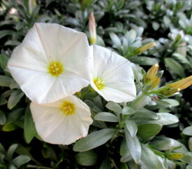 コンボルブルス クネオラム(白花) 3.5号苗(J03-9)
