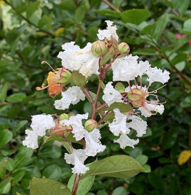 楽天市場 サルスベリ 白 植木 ガーデニング 農業 花 ガーデン Diyの通販