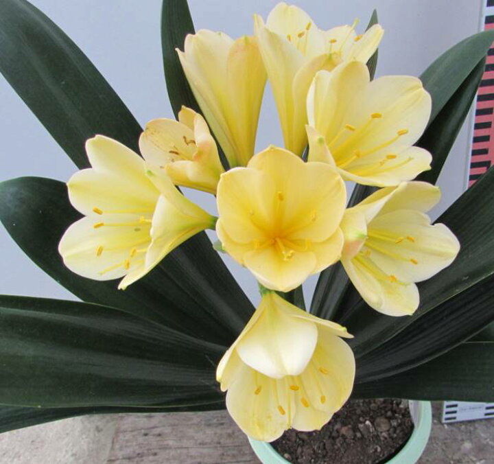楽天市場 花終わり 黄花クンシラン 君子蘭 光玲 ミレイ 6号苗 H04 千草園芸