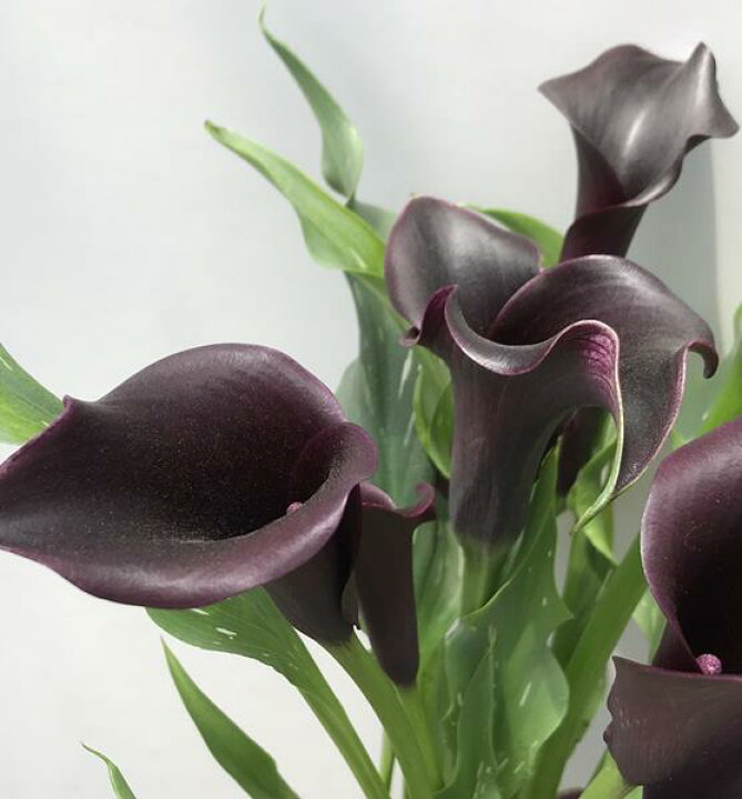 楽天市場 カラー苗 スプリーム 3 5号ポット植え 黒花 ブラックのカラー 千草園芸 楽天市場 カラー苗 スプリーム 3 5号ポット植え 黒花 ブラックのカラー 千草園芸
