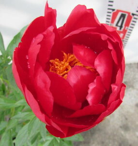 苗 芍薬の人気商品 通販 価格比較 価格 Com