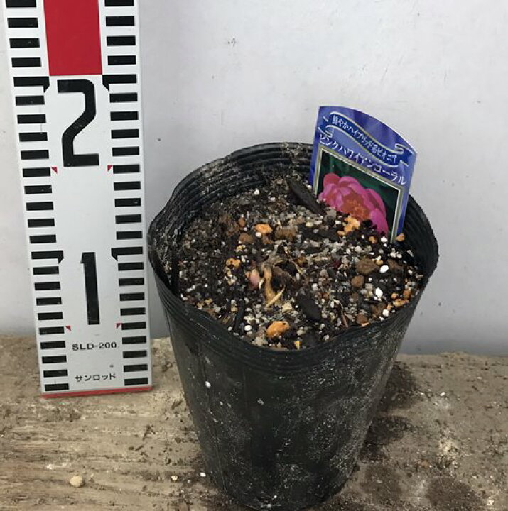 楽天市場 芍薬苗 シャクヤク苗 ピンクハワイアンコール 4 5号ポット苗 K03 千草園芸