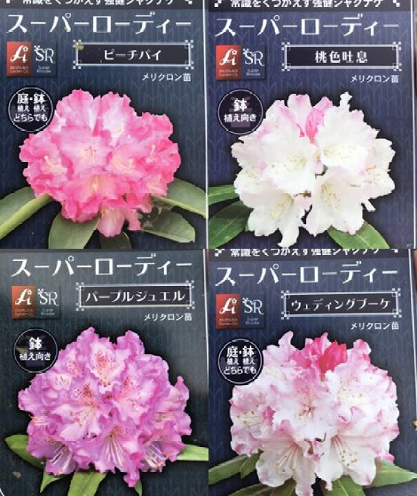 楽天市場 品種で選べる 西洋シャクナゲ 石楠花 メリクロン苗 6号苗 A10 千草園芸