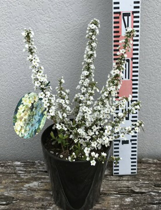 楽天市場 ユキヤナギ 雪柳 白花 苗木 5号鉢植え苗 E11 千草園芸