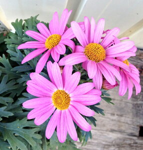 yԂȂz}[Kbg@u[thisNԁj @4|bgcic00j