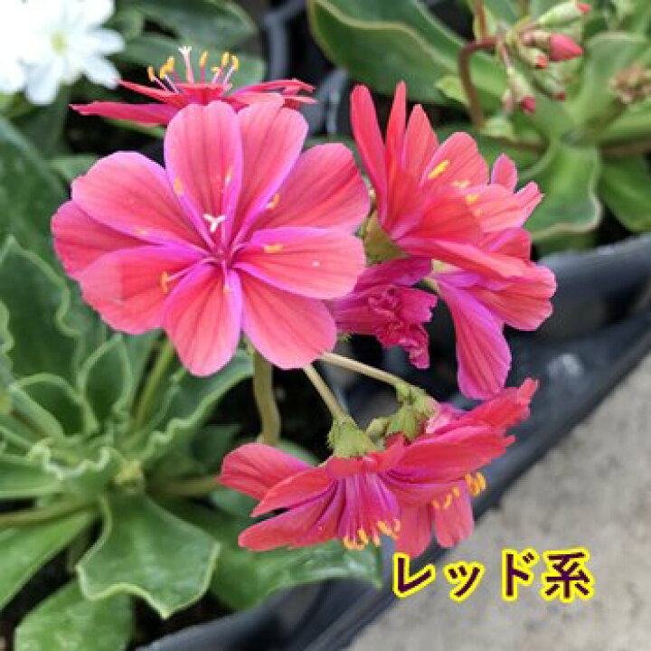 最大61 オフ レウィシア 種 エリーゼミックス 1袋 15粒 レウイシア 花たね 花の種 花 種子 タネ イワハナビ 岩花火 国華園 Herdasa Es