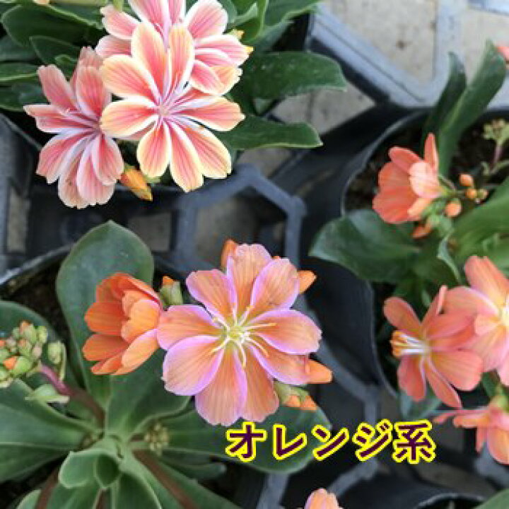 最大61 オフ レウィシア 種 エリーゼミックス 1袋 15粒 レウイシア 花たね 花の種 花 種子 タネ イワハナビ 岩花火 国華園 Herdasa Es