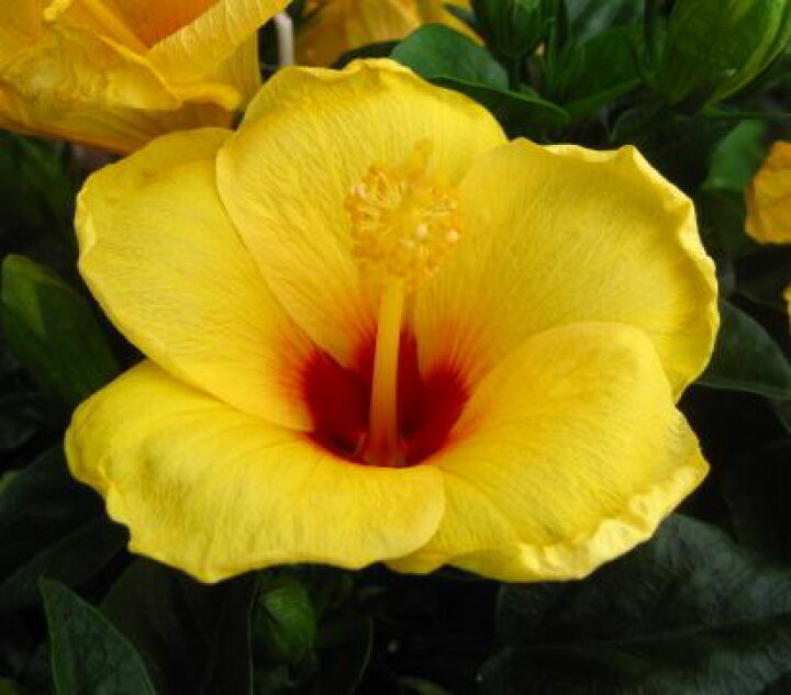 楽天市場 ハイビスカス ハワイアンイエロー スタンダード仕立て 千草園芸