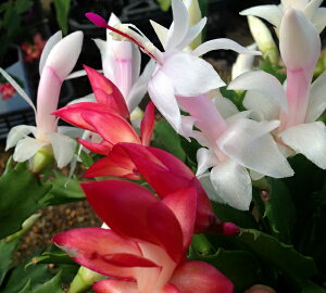 VRoT{ec@zCgx_[N}[@MIX (g)@5A (h28)