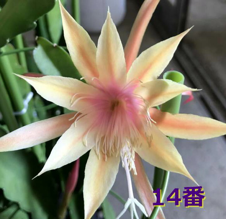 楽天市場 選べる クジャクサボテン 孔雀仙人掌 中輪種 4号ポット苗 H42 千草園芸