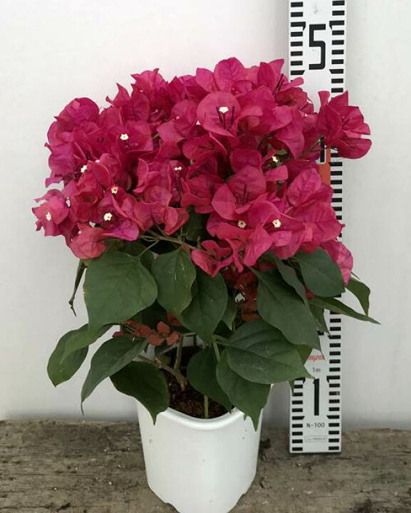 楽天市場 花なし ブーゲンビリア レッド系 5号鉢 H04 千草園芸