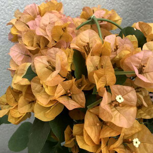 苗 ブーゲンビリア Diy 工具の人気商品 通販 価格比較 価格 Com