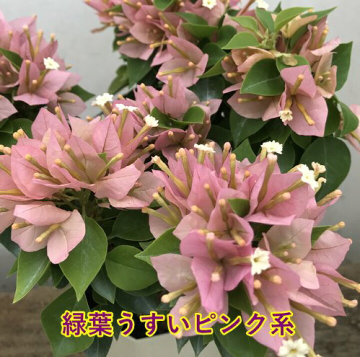 楽天市場 6種類から選べる ブーゲンビリア こなつ コナツ 4号鉢苗 H10 千草園芸 楽天市場 6種類から選べる ブーゲンビリア こなつ コナツ 4号鉢苗 H10 千草園芸