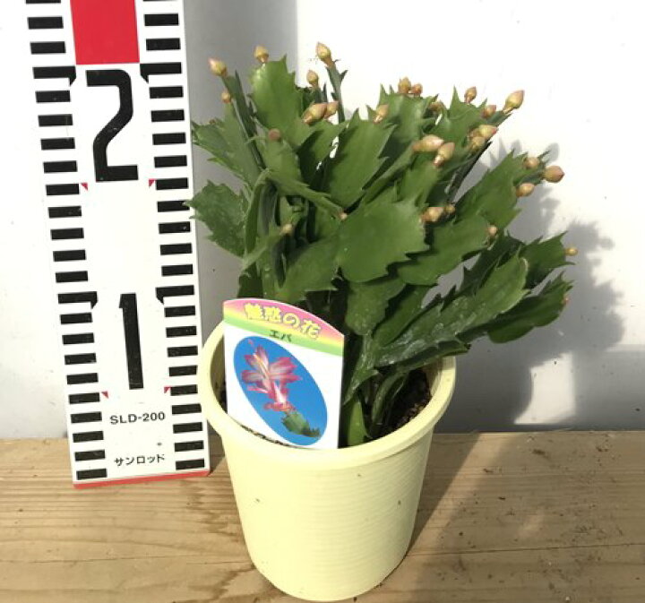 楽天市場 シャコバサボテン 蝦蛄葉サボテン エバ 3 5号鉢 千草園芸
