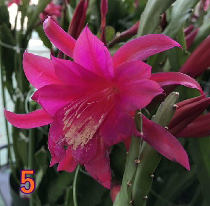 送料無料 新品 孔雀サボテン クジャクサボテン ホワイトマジック 5号 Arizonavmlc Org