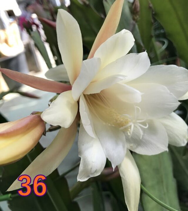 送料無料 新品 孔雀サボテン クジャクサボテン ホワイトマジック 5号 Arizonavmlc Org